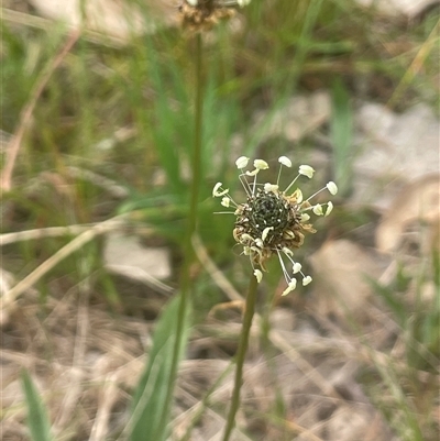 Plantago lanceolata (Ribwort Plantain, Lamb's Tongues) at Gunning, NSW - 23 Oct 2024 by JaneR