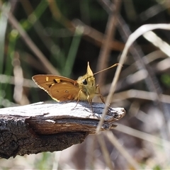 Trapezites eliena (Orange Ochre) at Theodore, ACT - 9 Oct 2024 by RAllen