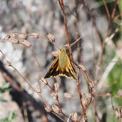 Trapezites eliena at Theodore, ACT - 9 Oct 2024