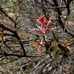 Grevillea huegelii (Comb Grevillea) at Kyancutta, SA - 19 Sep 2024 by Paul4K