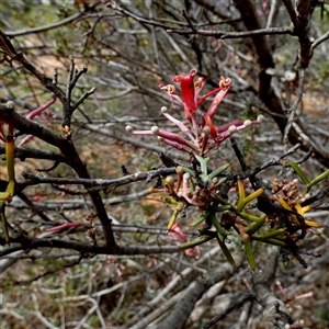 Grevillea huegelii at Kyancutta, SA - 19 Sep 2024 10:51 AM
