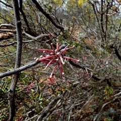 Grevillea huegelii at Kyancutta, SA - 19 Sep 2024 10:51 AM