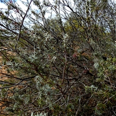 Grevillea huegelii at Kyancutta, SA - 19 Sep 2024 10:51 AM