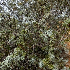 Grevillea huegelii at Kyancutta, SA - 19 Sep 2024 10:51 AM