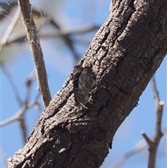 Ogyris olane (Broad-margined Azure) at Theodore, ACT - 9 Oct 2024 by RAllen