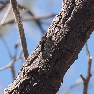 Ogyris olane (Broad-margined Azure) at Theodore, ACT - 9 Oct 2024 by RAllen