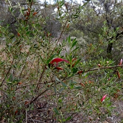 Eremophila alternifolia at Kyancutta, SA - 19 Sep 2024 by Paul4K