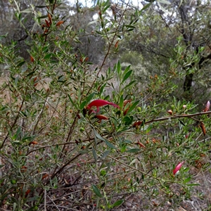 Eremophila glabra subsp. glabra at Kyancutta, SA - 19 Sep 2024 10:52 AM