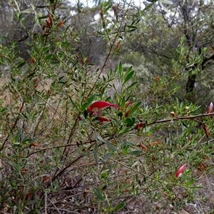 Eremophila alternifolia at Kyancutta, SA by Paul4K