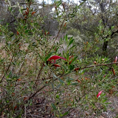 Eremophila glabra subsp. glabra (Black Fuchsia) at Kyancutta, SA - 19 Sep 2024 by Paul4K