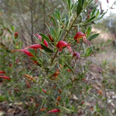 Eremophila glabra subsp. glabra at Kyancutta, SA - 19 Sep 2024 10:52 AM
