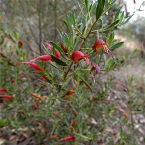 Eremophila glabra subsp. glabra at Kyancutta, SA - 19 Sep 2024 10:52 AM