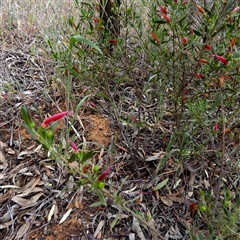 Eremophila glabra subsp. glabra at Kyancutta, SA - 19 Sep 2024 10:52 AM