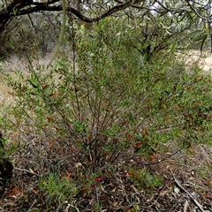 Eremophila glabra subsp. glabra at Kyancutta, SA - 19 Sep 2024 10:52 AM