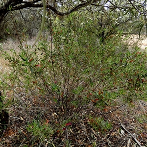 Eremophila glabra subsp. glabra at Kyancutta, SA - 19 Sep 2024 10:52 AM
