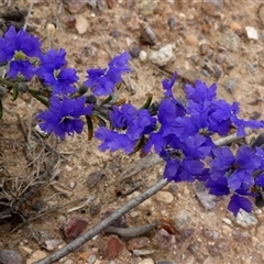 Dampiera rosmarinifolia (Rosemary Dampiera) at Ulyerra, SA - 19 Sep 2024 by Paul4K
