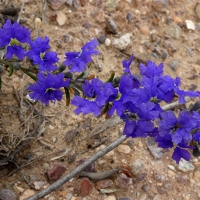 Dampiera rosmarinifolia (Rosemary Dampiera) at Ulyerra, SA - 19 Sep 2024 by Paul4K