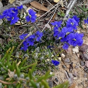 Dampiera rosmarinifolia at Ulyerra, SA - 19 Sep 2024 11:28 AM