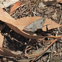 Unidentified Moth (Lepidoptera) at Kambah, ACT - 25 Oct 2024 by LinePerrins