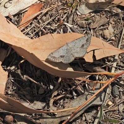 Taxeotis intextata (Looper Moth, Grey Taxeotis) at Kambah, ACT - 25 Oct 2024 by LineMarie