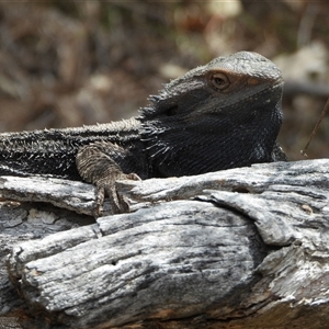 Pogona barbata at Kambah, ACT - 25 Oct 2024