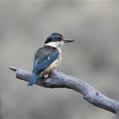 Todiramphus sanctus (Sacred Kingfisher) at Kambah, ACT - 25 Oct 2024 by LineMarie