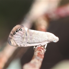 Eupselia melanostrepta (A Twig moth) at Deakin, ACT - 25 Oct 2024 by LisaH