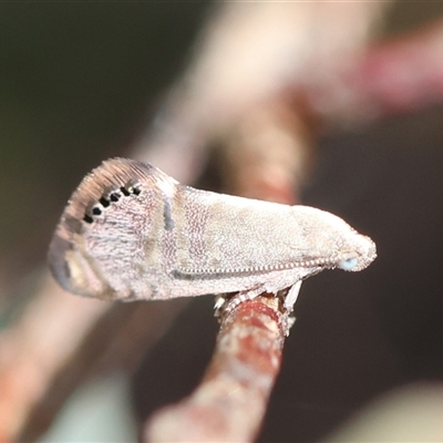 Eupselia melanostrepta (A Twig moth) at Deakin, ACT - 25 Oct 2024 by LisaH