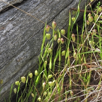 Briza maxima (Quaking Grass, Blowfly Grass) at Kambah, ACT - 25 Oct 2024 by LineMarie