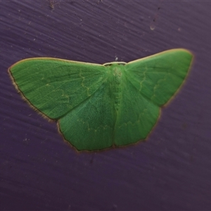 Prasinocyma semicrocea at Captains Flat, NSW - suppressed