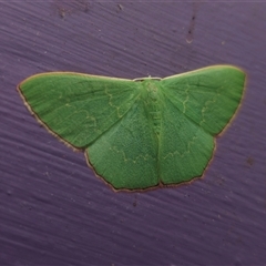 Prasinocyma semicrocea at Captains Flat, NSW - suppressed