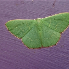 Prasinocyma semicrocea at Captains Flat, NSW - suppressed