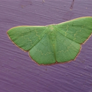 Prasinocyma semicrocea at Captains Flat, NSW - suppressed