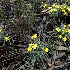 Goodenia willisiana (Sandhill Goodenia) at Ulyerra, SA - 19 Sep 2024 by Paul4K