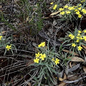 Unidentified Other Wildflower or Herb at Ulyerra, SA by Paul4K