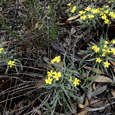 Goodenia willisiana (Sandhill Goodenia) at Ulyerra, SA - 19 Sep 2024 by Paul4K