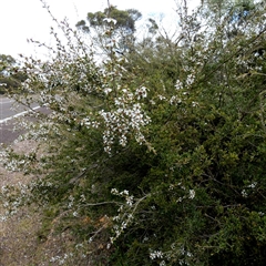 Leptospermum sp. at Ulyerra, SA - 19 Sep 2024 by Paul4K