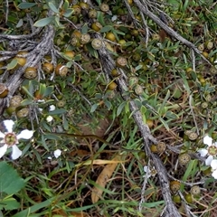 Gaudium coriaceum at suppressed - suppressed