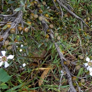Gaudium coriaceum at suppressed - suppressed
