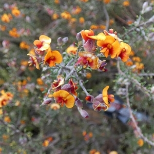 Dillwynia uncinata at Ulyerra, SA - 19 Sep 2024 11:30 AM