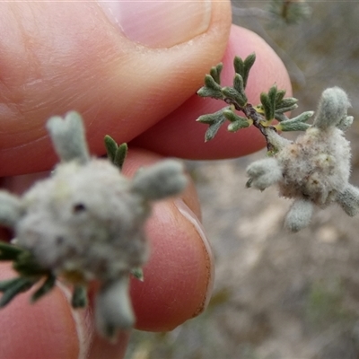 Spyridium stenophyllum subsp. renovatum at Ulyerra, SA - 19 Sep 2024 by Paul4K
