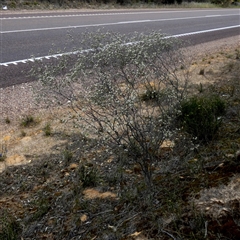 Spyridium stenophyllum subsp. renovatum at Ulyerra, SA - 19 Sep 2024 11:31 AM
