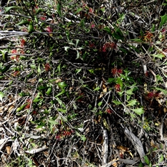 Grevillea ilicifolia subsp. ilicifolia (Holly-leaf Grevillea) at Ulyerra, SA - 19 Sep 2024 by Paul4K