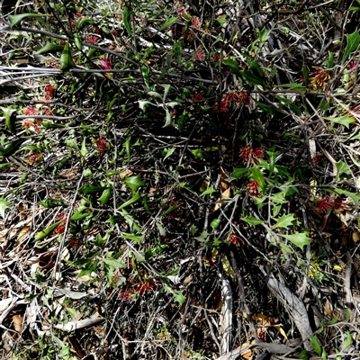 Grevillea sp. at Ulyerra, SA - 19 Sep 2024 by Paul4K