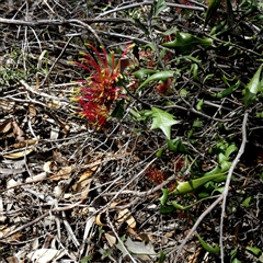 Grevillea ilicifolia subsp. ilicifolia at Ulyerra, SA - 19 Sep 2024 11:36 AM