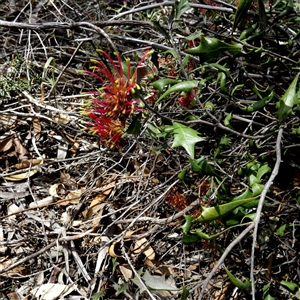 Grevillea ilicifolia subsp. ilicifolia at Ulyerra, SA - 19 Sep 2024 11:36 AM