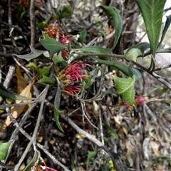 Grevillea ilicifolia subsp. ilicifolia at Ulyerra, SA - 19 Sep 2024 11:36 AM