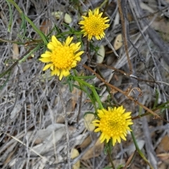 Calotis erinacea (Tangled Burr Daisy) at Lock, SA - 19 Sep 2024 by Paul4K