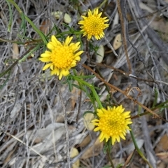 Unidentified Daisy at Lock, SA - 19 Sep 2024 by Paul4K