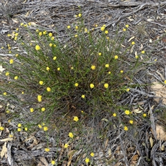 Calotis erinacea at Lock, SA - 19 Sep 2024 11:37 AM